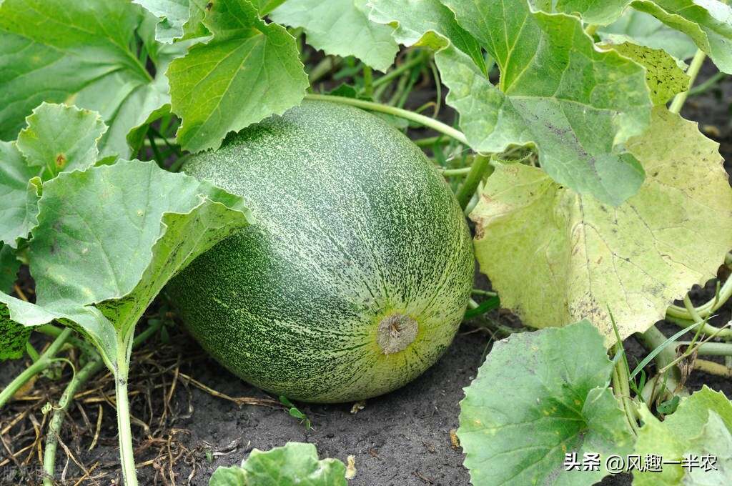 種植絲瓜、南瓜最忌怕哪些施肥方法？如何施肥才高產(chǎn)