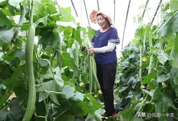 種植絲瓜、南瓜最忌怕哪些施肥方法？如何施肥才高產(chǎn)
