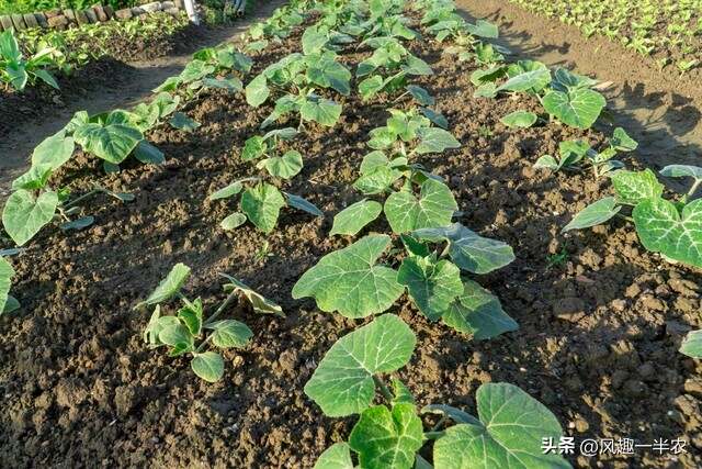 種植絲瓜、南瓜最忌怕哪些施肥方法？如何施肥才高產(chǎn)
