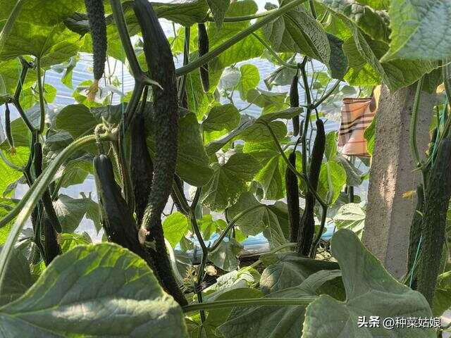 文章圖片3